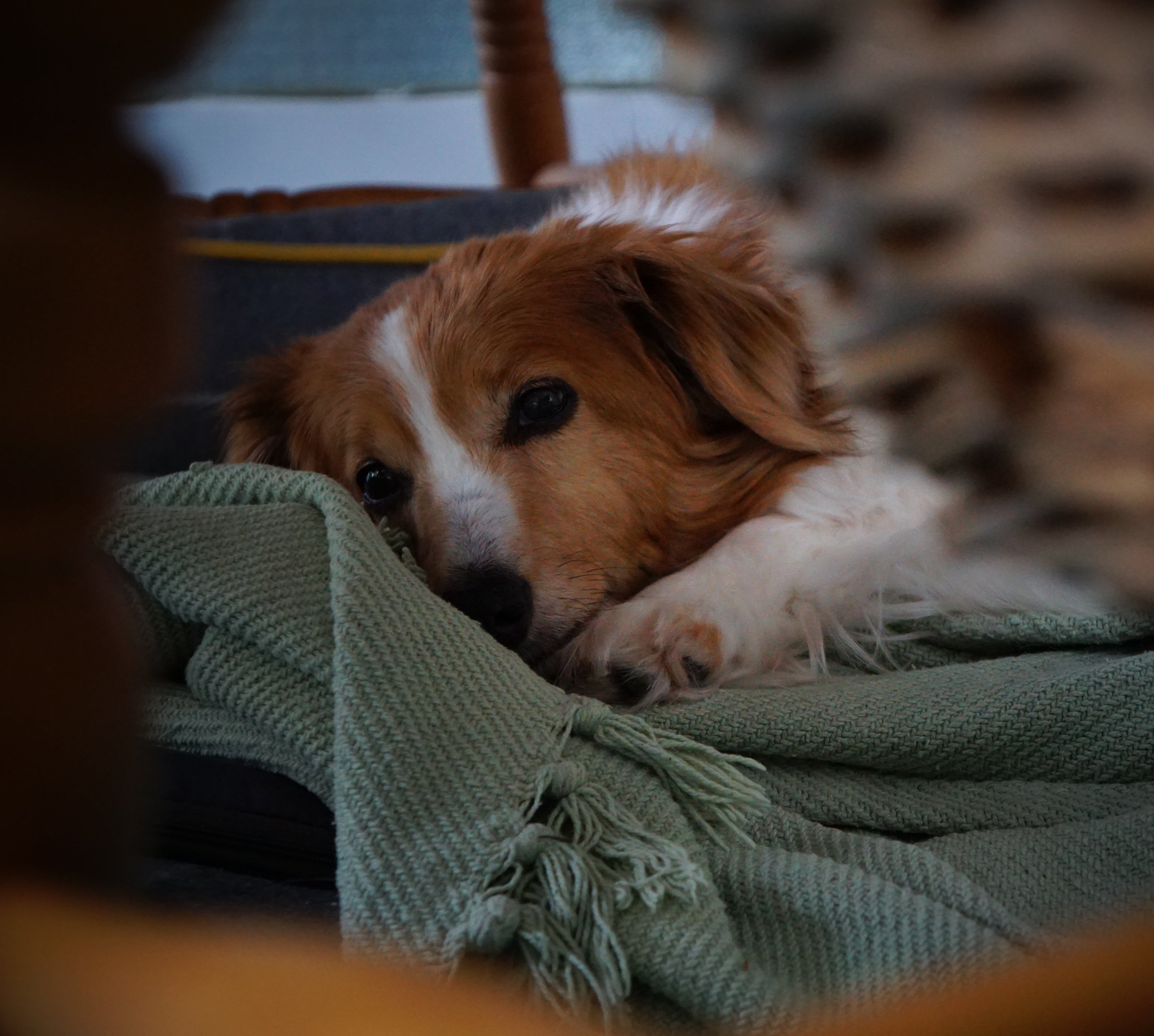 Dog lying on a green blanket with a blurred background
